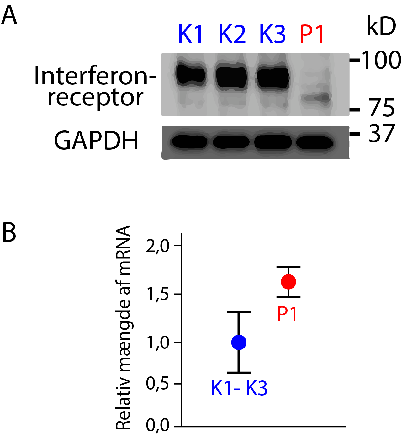 A,
interferonsreceptor,
GAPDH,
K1, K2, K3, P1, kD-100,
75, 37
B,
Relativ mængde af mRNA,
P1,
K1-K3